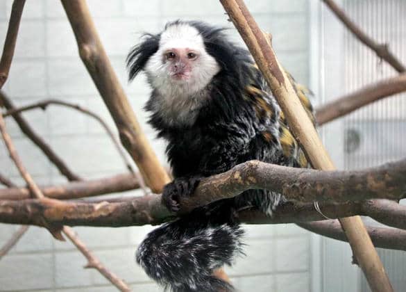 動物図鑑・シロガオマーモセット